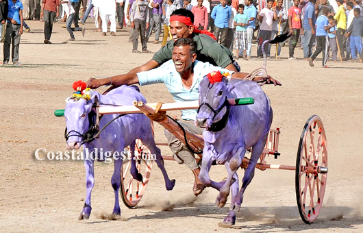 Sankranthi bullack race5