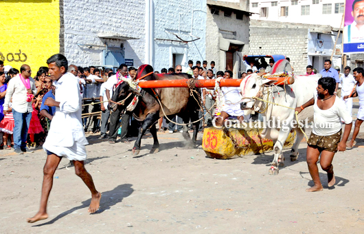 Sankranthi bullack race8