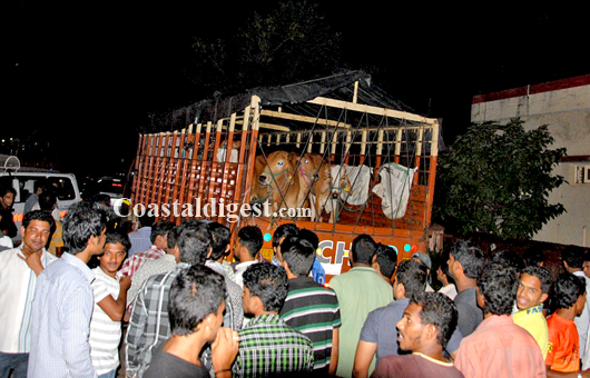 Cattle trafficking 1