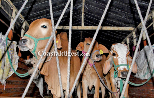 Cattle trafficking 3