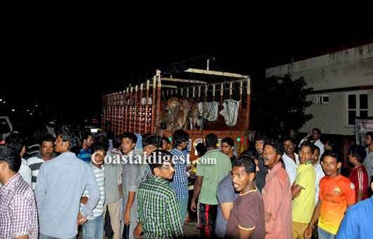 Cattle trafficking 4