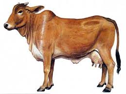 1cow