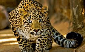 leopard