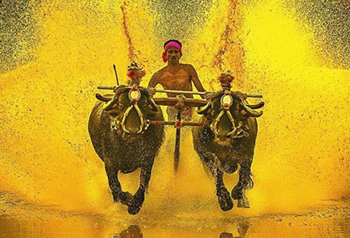 kambala