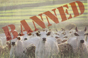beef banned