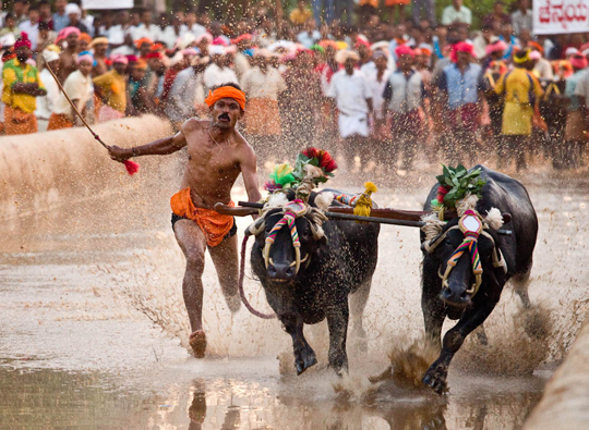 kambala