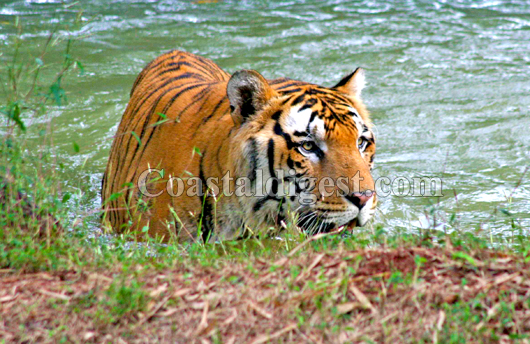 tiger raja
