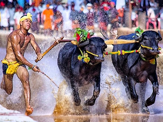 kambala