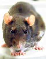 rat