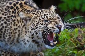 leopard