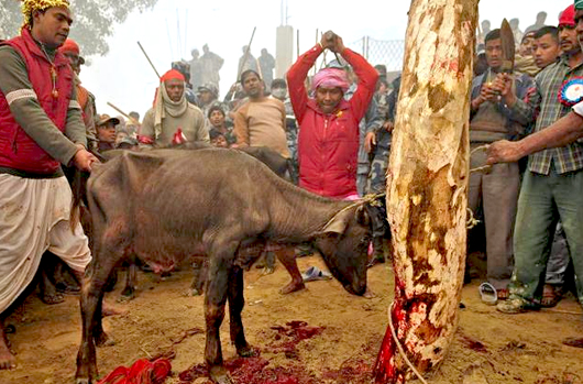 Gadhimai1