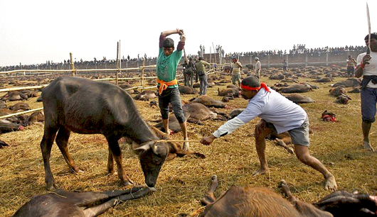 Gadhimai4