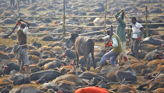 Gadhimai4