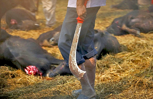 Gadhimai4