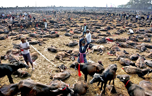 Gadhimai4