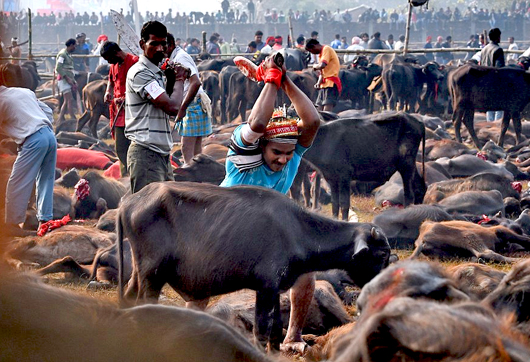 Gadhimai4