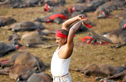 Gadhimai4