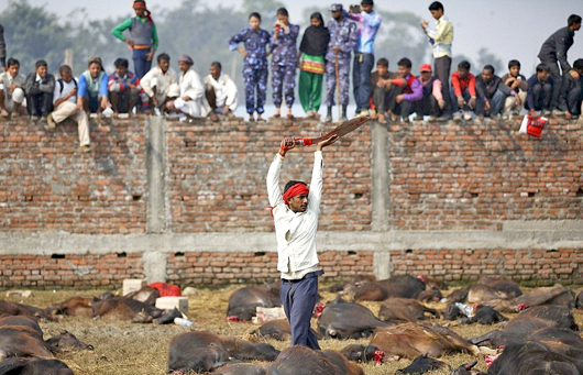 Gadhimai4