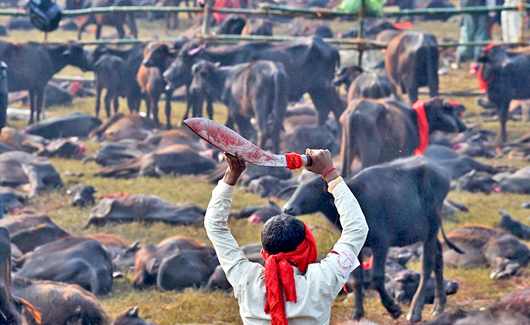 Gadhimai1 copy