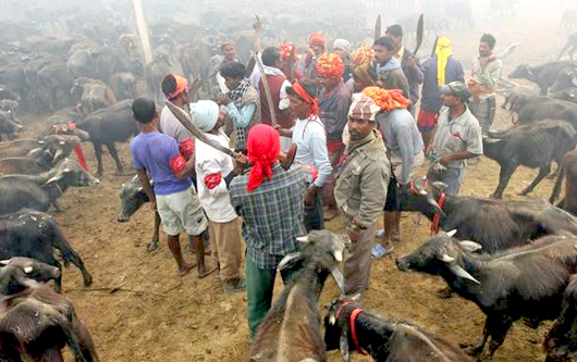 Gadhimai2