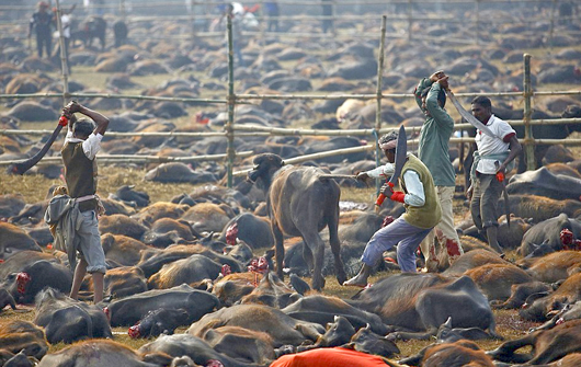Gadhimai4