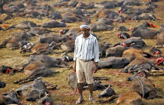 Gadhimai4