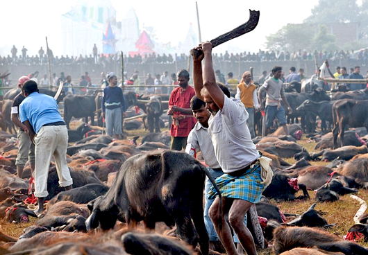Gadhimai4