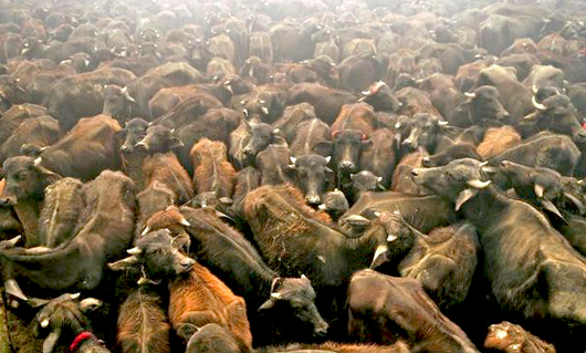 Gadhimai3