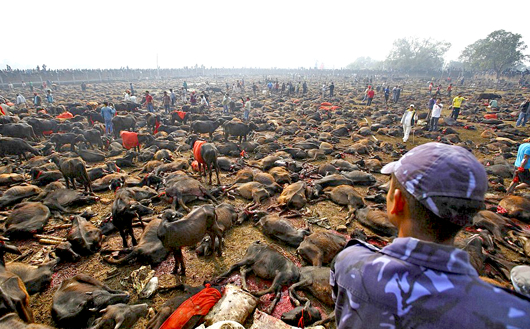 Gadhimai3
