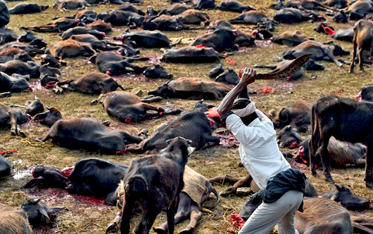 Gadhimai4