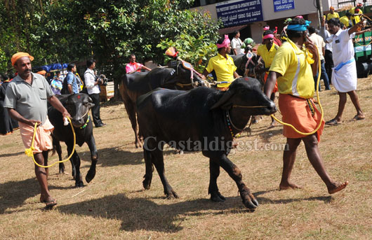 kambala protest rally 29 1