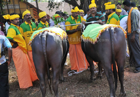 kambala protest rally 29 1