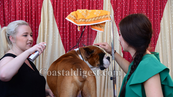 dogshow 1