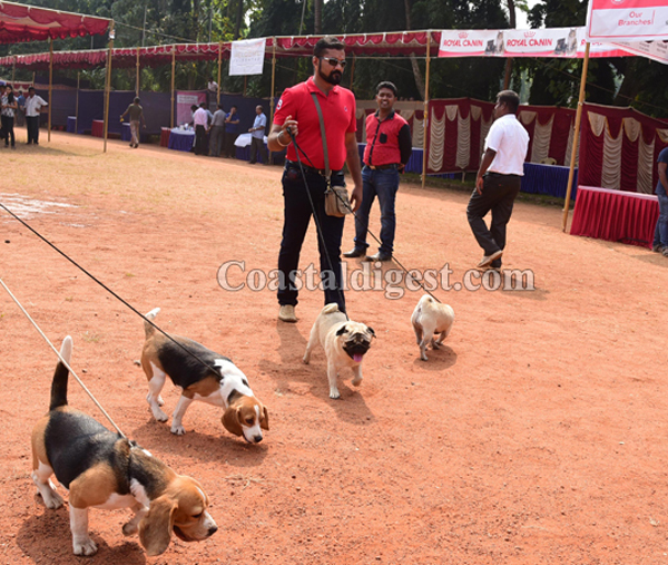 dogshow 15