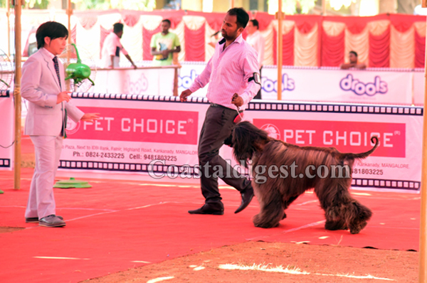 dogshow 16