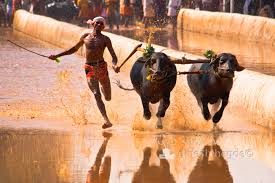 1kambala