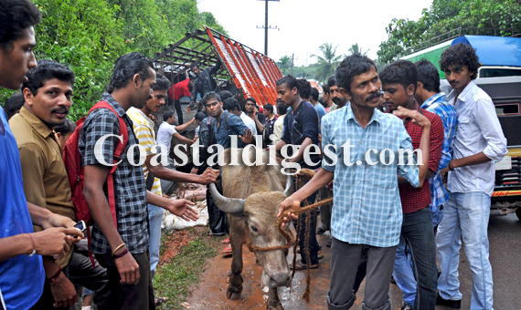 Illegal_Cattle_Transport1