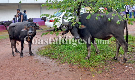 Illegal_Cattle_Transport11