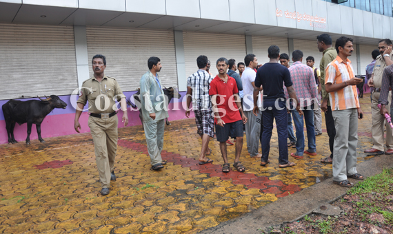 Illegal_Cattle_Transport12