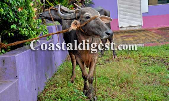 Illegal_Cattle_Transport13