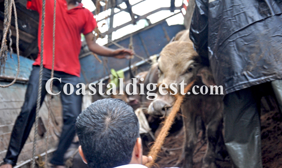 Illegal_Cattle_Transport2