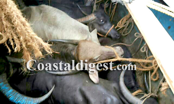 Illegal_Cattle_Transport7