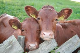 cattle