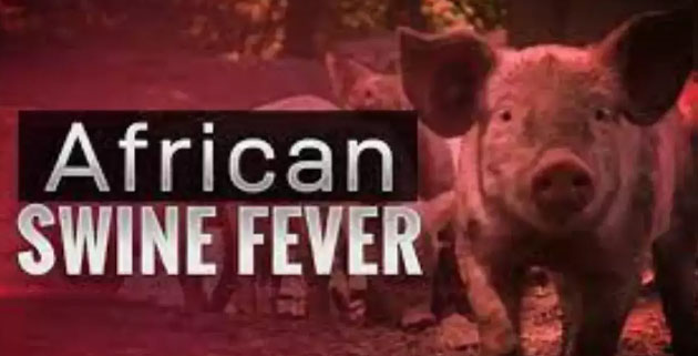 africanswine.jpg