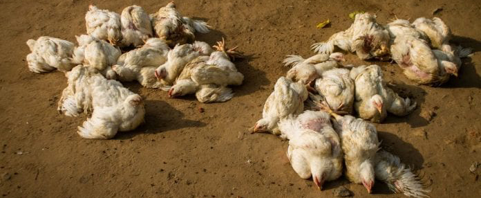 Bird-flu-696x464.jpg Bird-flu-696x464.jpg